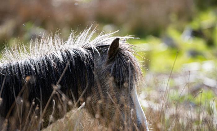 Wild Carneddau ponies roam the estate